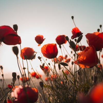 toqlcskarh1's profile picture