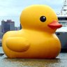 BonusDucks profil fotoğrafı