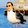 Steven Seagull profil fotoğrafı