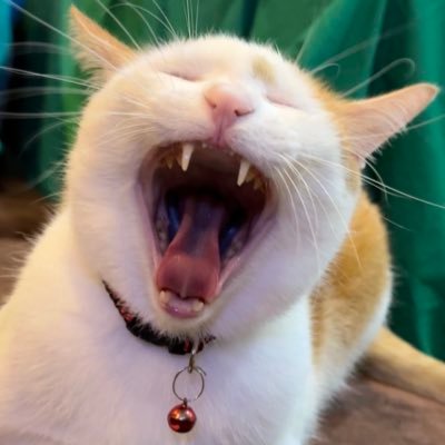 MeguminAkii's profile picture