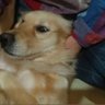 えあえあえある profil fotoğrafı