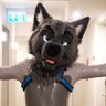 Profilbild von 🐺 Wolfe 🐾 🏳️🌈🇦🇫🇺🇦 🔜FWA