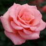 Rose 的头像