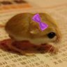 katyamari damousey 🐭 profil fotoğrafı