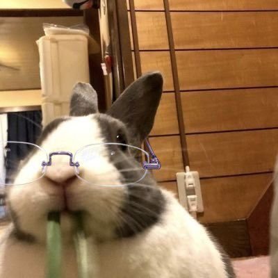 훌라's profile picture