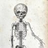 Profilbild von Skeleton DaVinci