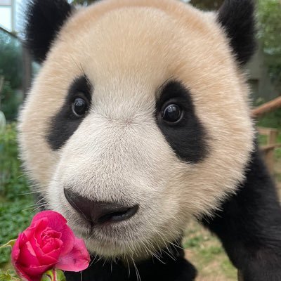 Ketchup_bao's profile picture