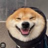 Profilbild von Dawg!