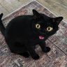 Profilbild von lucius