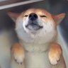 ふうせん's profile picture