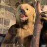 Фото профиля Grizzlegutweed the Bear