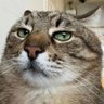 Wayfarer07's profile picture