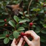 Фото профиля Cherry