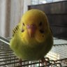 🍉すいか🍉のあんちゃん profil fotoğrafı
