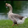 Profilbild von Spa Infield Goose