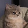 𝐛𝐞𝐫𝐫𝐲𝐦𝐞𝐥𝐭 ꔛ ft. ตออร's profile picture