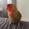 Magicfran profil fotoğrafı