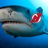 Profilbild von Shark Week