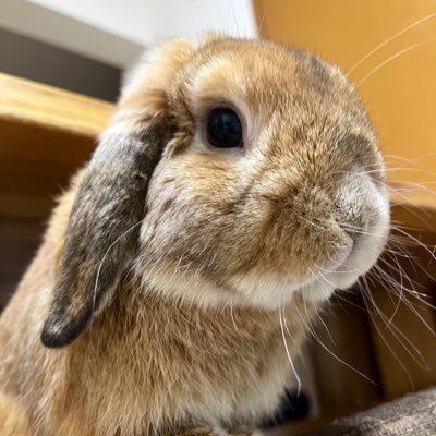 らむ's profile picture
