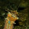 Фото профиля bobbitworm