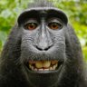 Profilbild von The MONKEY