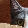 Barbara, Patches and Magic Sparkles Kitty 的头像
