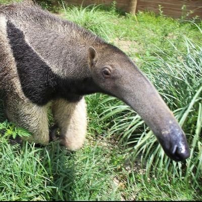 anteaterfacts🐜's profile picture