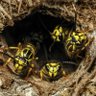 300,000,007 Yellow Jacket Wasps's profile picture