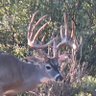 🦌🇺🇸🎣🇺🇸🦃🇺🇸🤘's profile picture