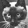 Profilbild von Banon