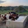 Lamar Muzawalu's profile picture