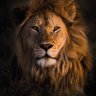 the lion profil fotoğrafı
