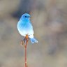 Plmm profil fotoğrafı
