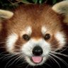 hi ((ΦωΦ)) profil fotoğrafı
