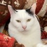 ラピスラズリ profil fotoğrafı
