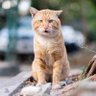 Фото профиля TheCat Ray