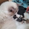 qの猫 profil fotoğrafı