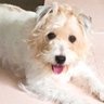 うさこ♡虹色PLUS🌈👭🐶🌹 profil fotoğrafı