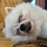 犬とオッサン's profile picture