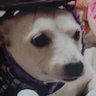 sweet petite Jessie r.i.p.22/02/2022.'s profile picture
