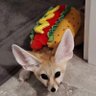 NotFennec's profile picture