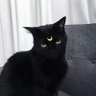 不瘳's profile picture