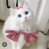 BP_PS_😺🐷🐯🐶's profile picture
