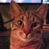 Snickers the Cat 的头像