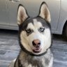 LOBOIDE's profile picture