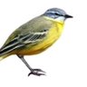 عبدالله profil fotoğrafı