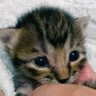 Profilbild von あんこいのち