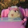 Flor Garcia's profile picture