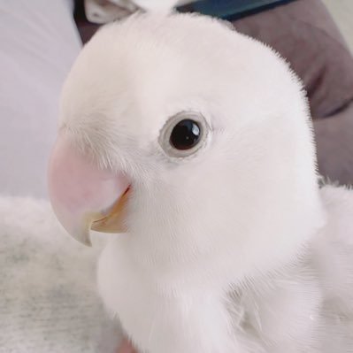 ichigohamster's profile picture