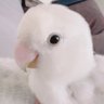 🌱破雪鈴〜🍓🐹はいちご大福✨TL追えてません( ˙-˙ )'s profile picture